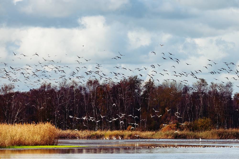 A large mixed flock of grey wild geese and white herons startled into the air, flying across a cloudy sky above a lake surrounded by autumn forests