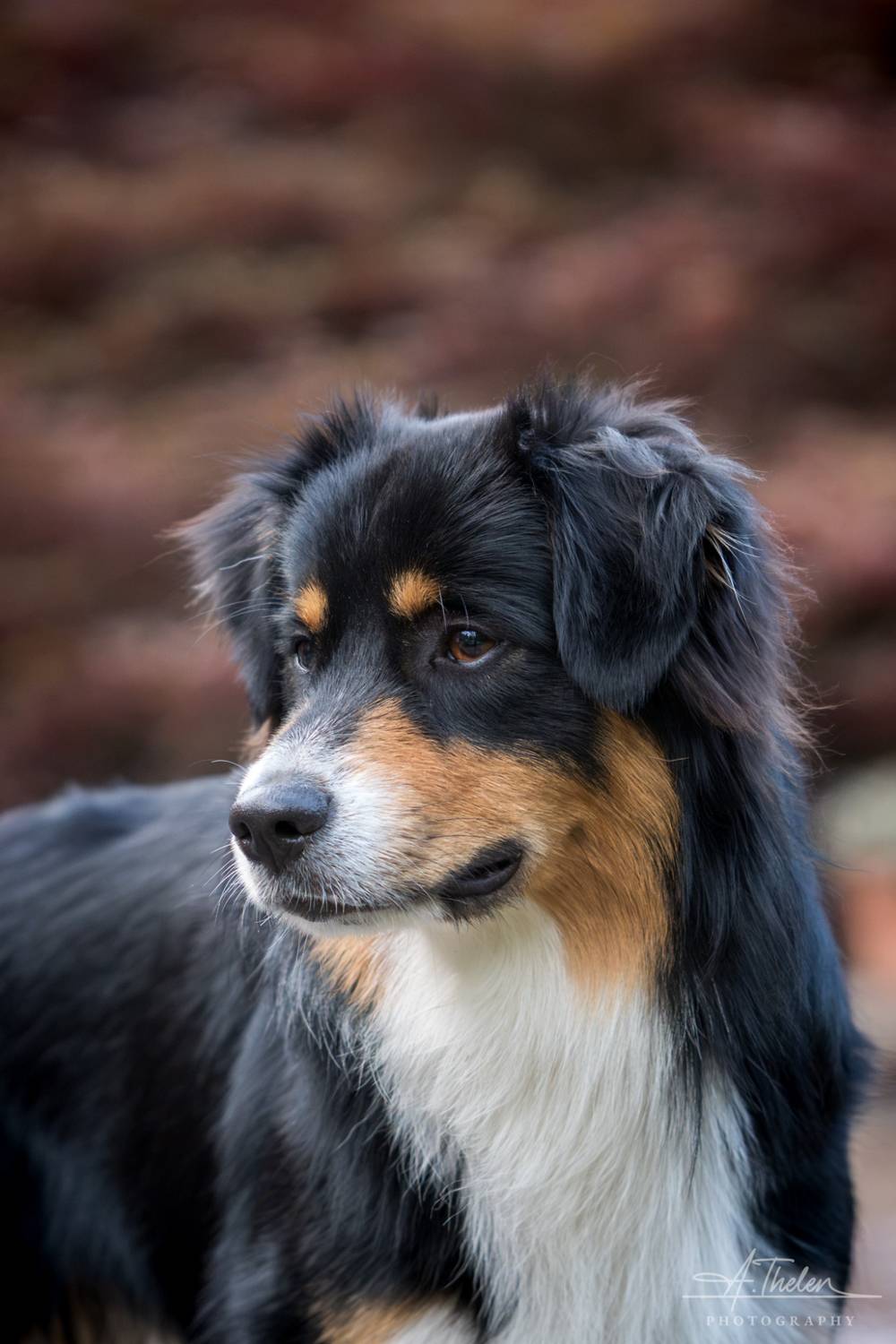 Mini american shepherd portrait