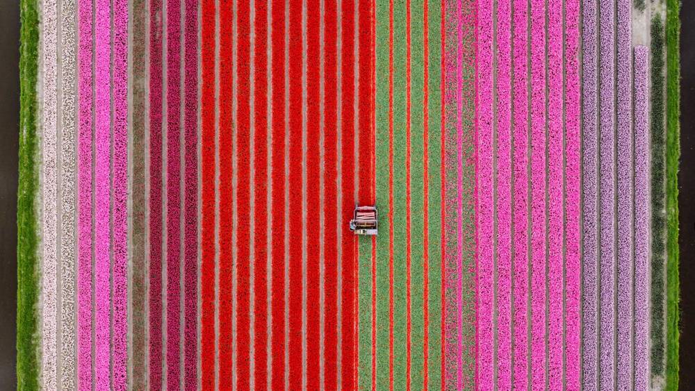 Tulip Harvest