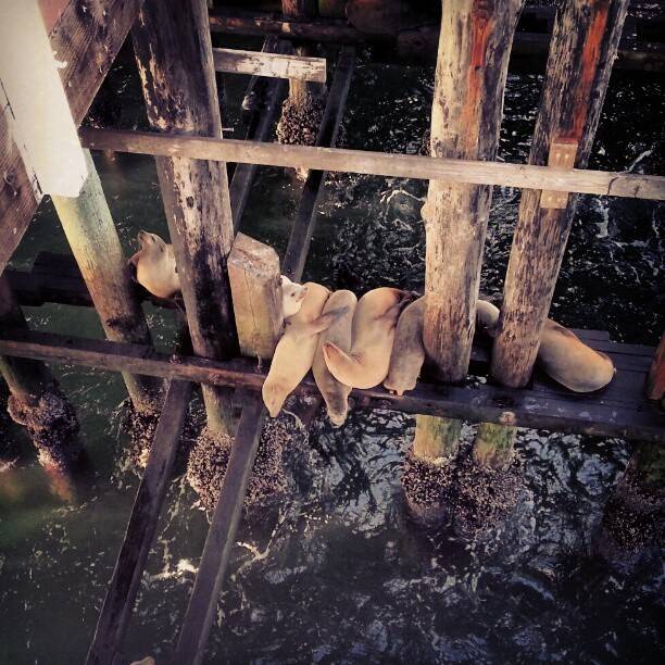Sea lions resting on wooden pilings by the water.
