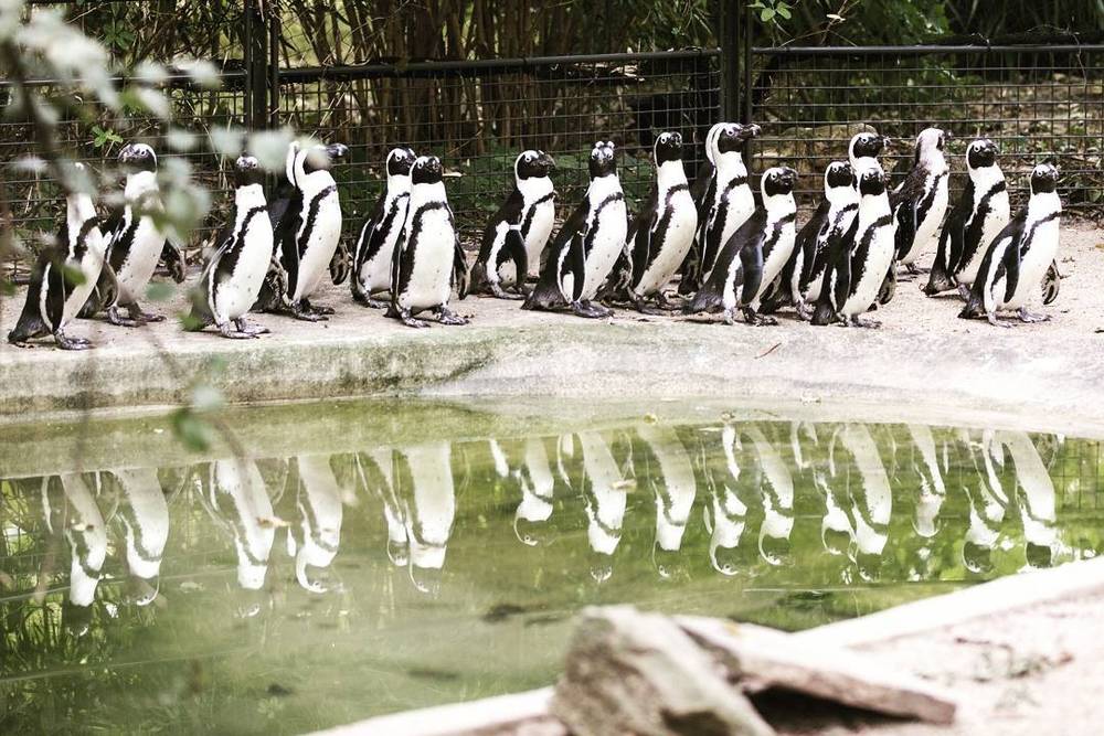 The famous Mirror-pinguïns