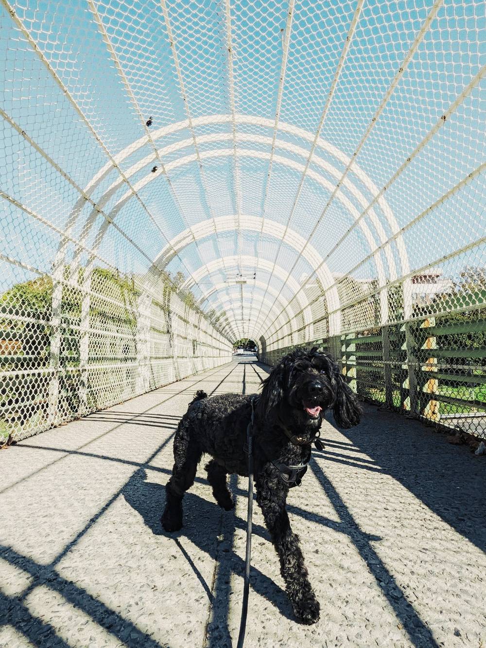 bridge dog