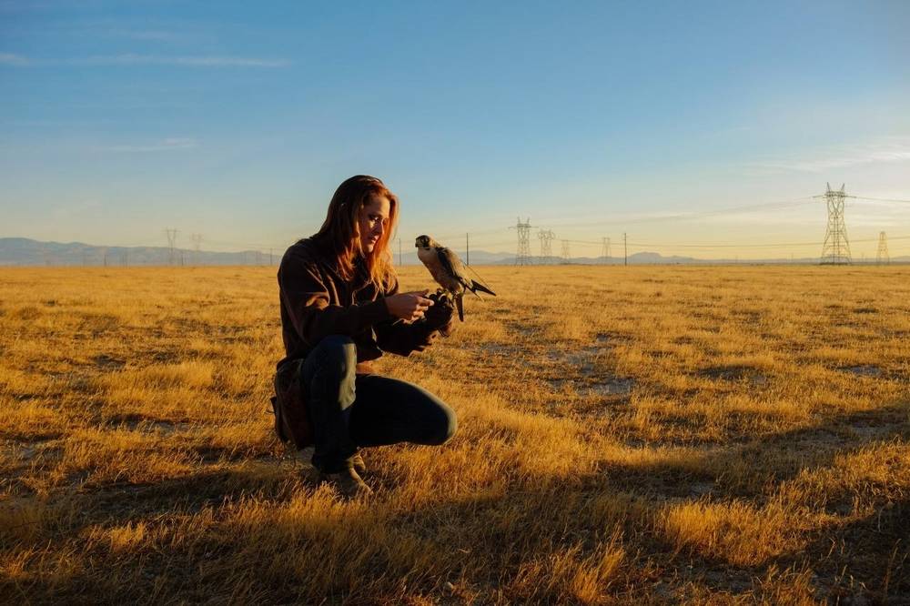 Falcon Woman