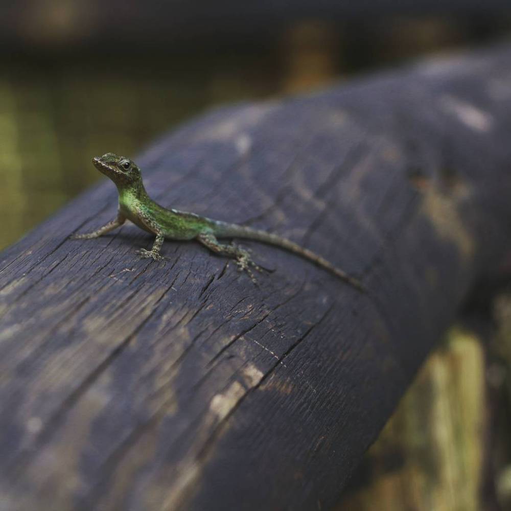 A small green lizard on a weathered wooden railing.