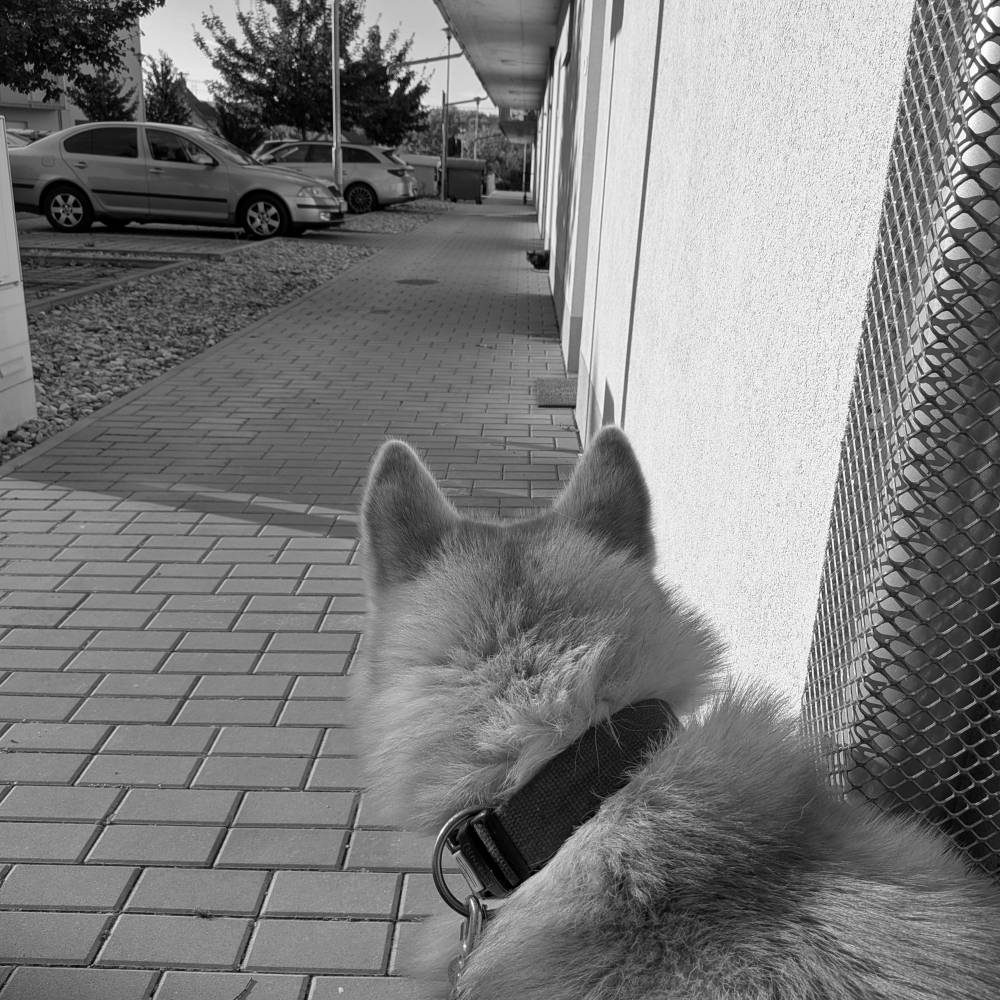 Akio and a local cat.