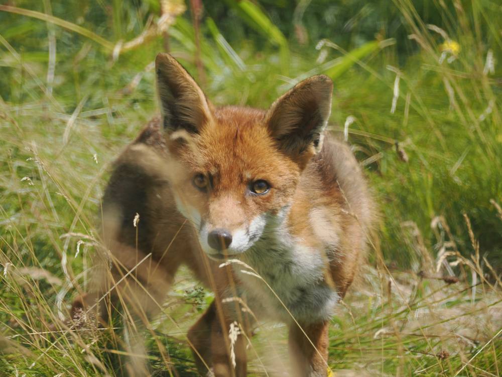 Fox in wild garden