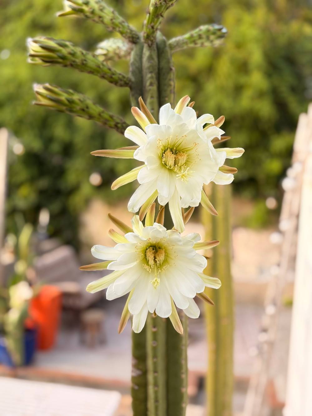 Cactus flower
