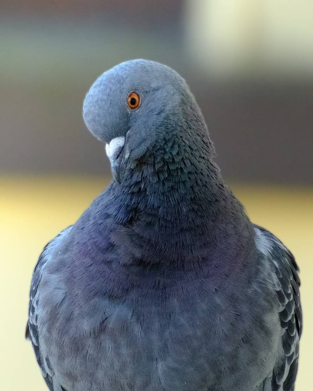 Pigeon
