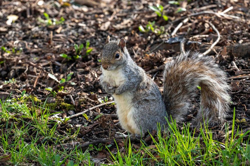A gray squirrel stands upright on the ground, small front paws tucked close to its chest. Its fur is a mix of soft gray and warm brown, with a bright white belly and a large, fluffy tail arched behind it. It looks alert, ears perked and eyes wide, surrounded by scattered leaves and patches of fresh green grass.