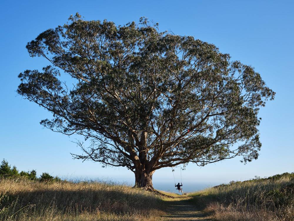 Stinson tree