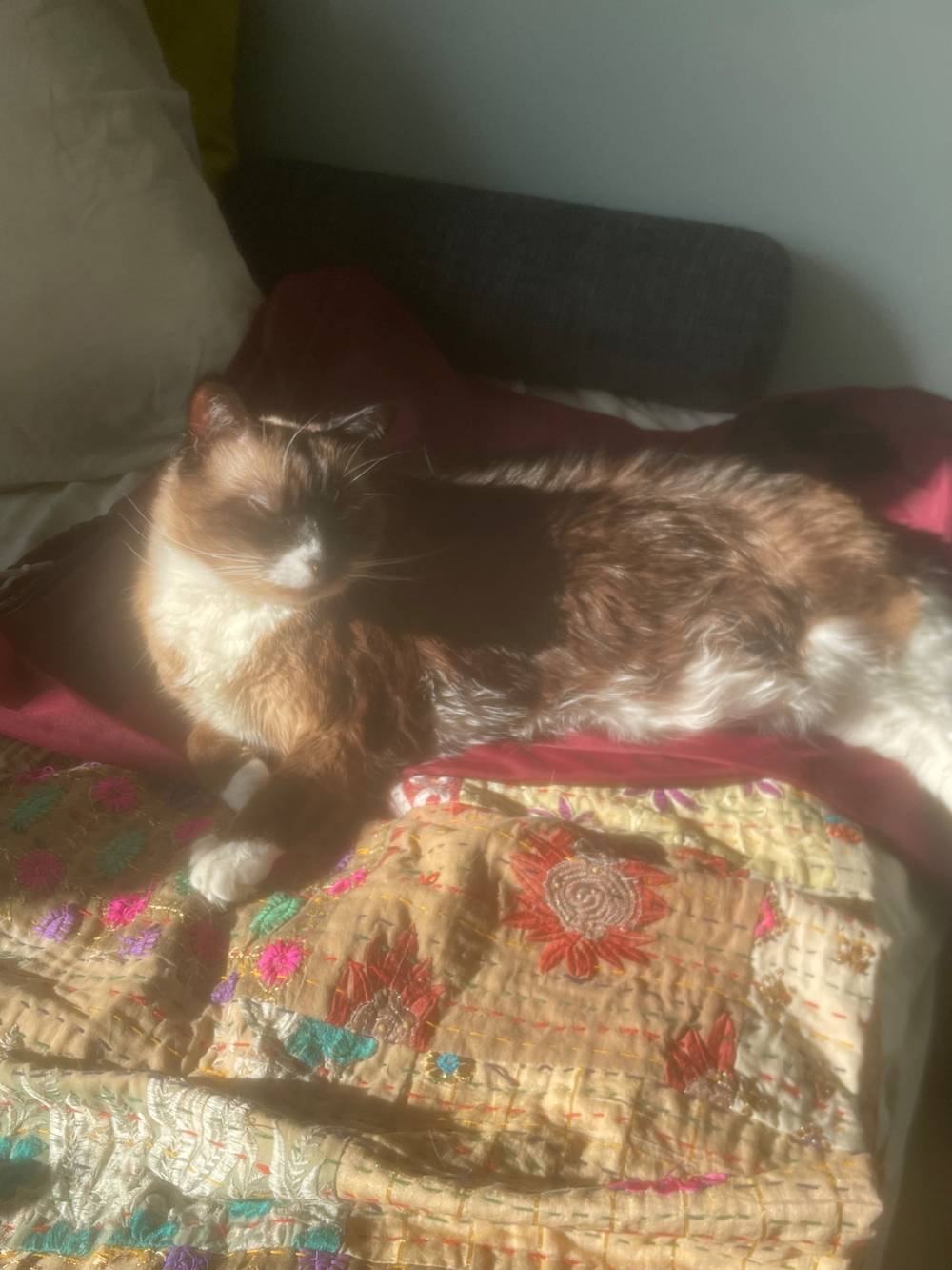 siamese cat in the sun barely awake