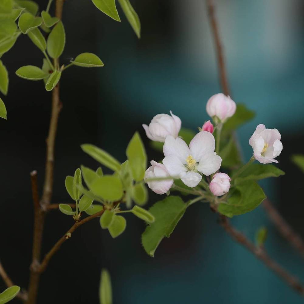 Close-up of white apple blossom on a branch.