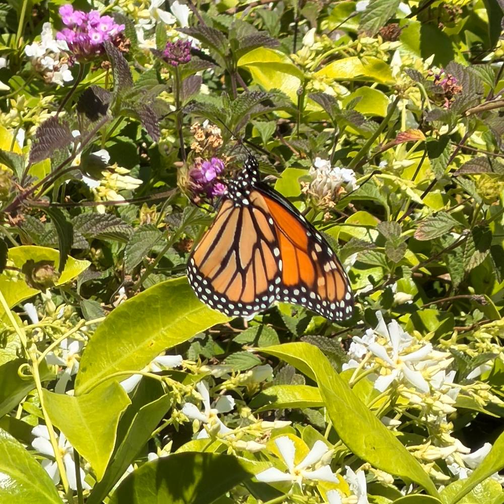 Garden Shots