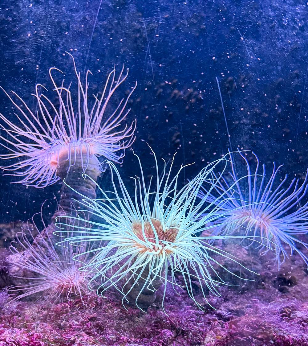 Hello little friends.