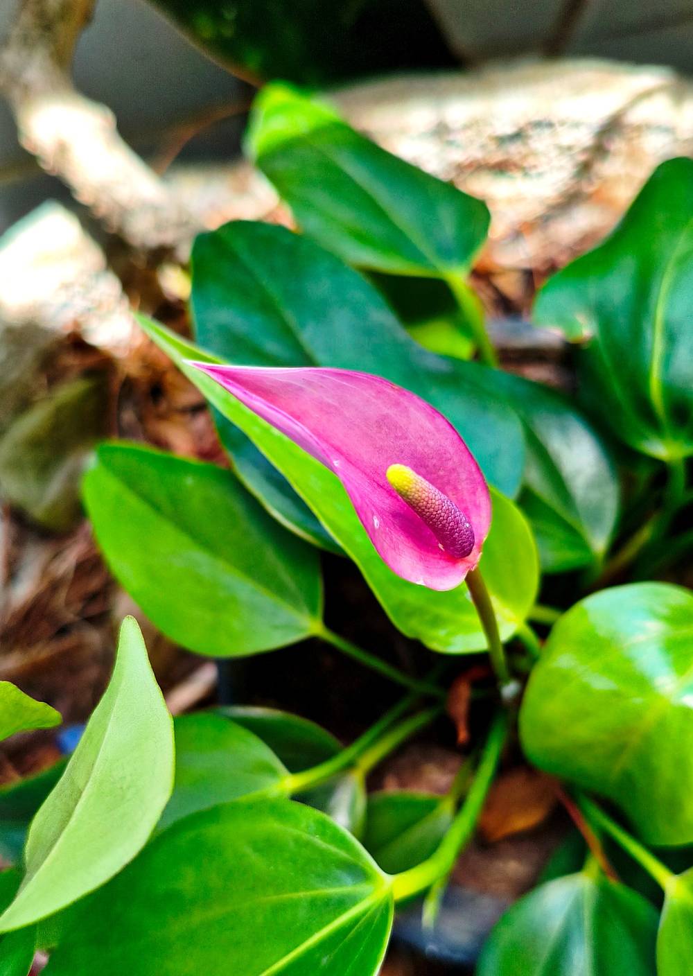 Um mini antúrio de folhas muito verdes com apenas uma flor  pontiaguda e cor de rosa