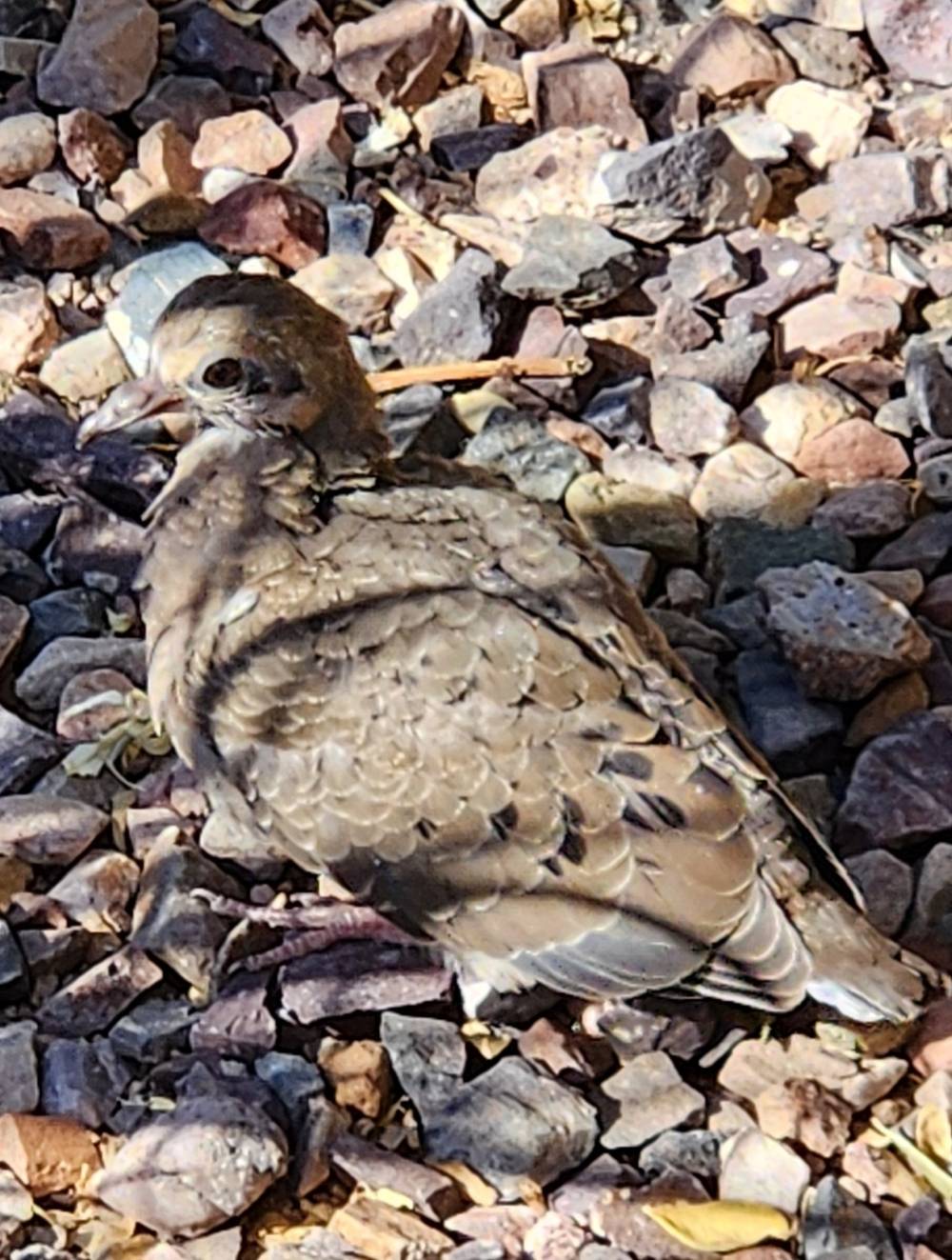 juvenile mourning dove causes for a moment and is caught in profile as the photographer stands watching. the bird who is subtle shades of the ground that it stands upon which is gravel of colors of brown and gray. the shadow of a succulent plants leaves, leave dark strips across the bird's image.