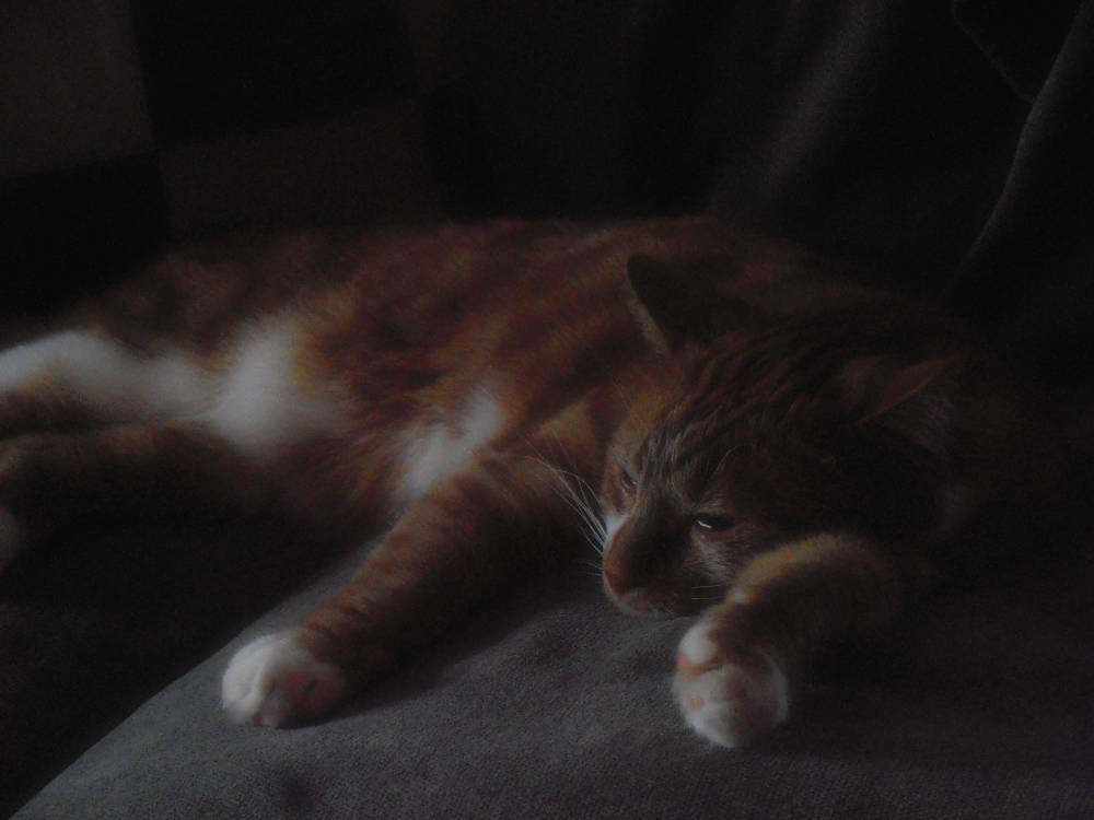 Snoozin