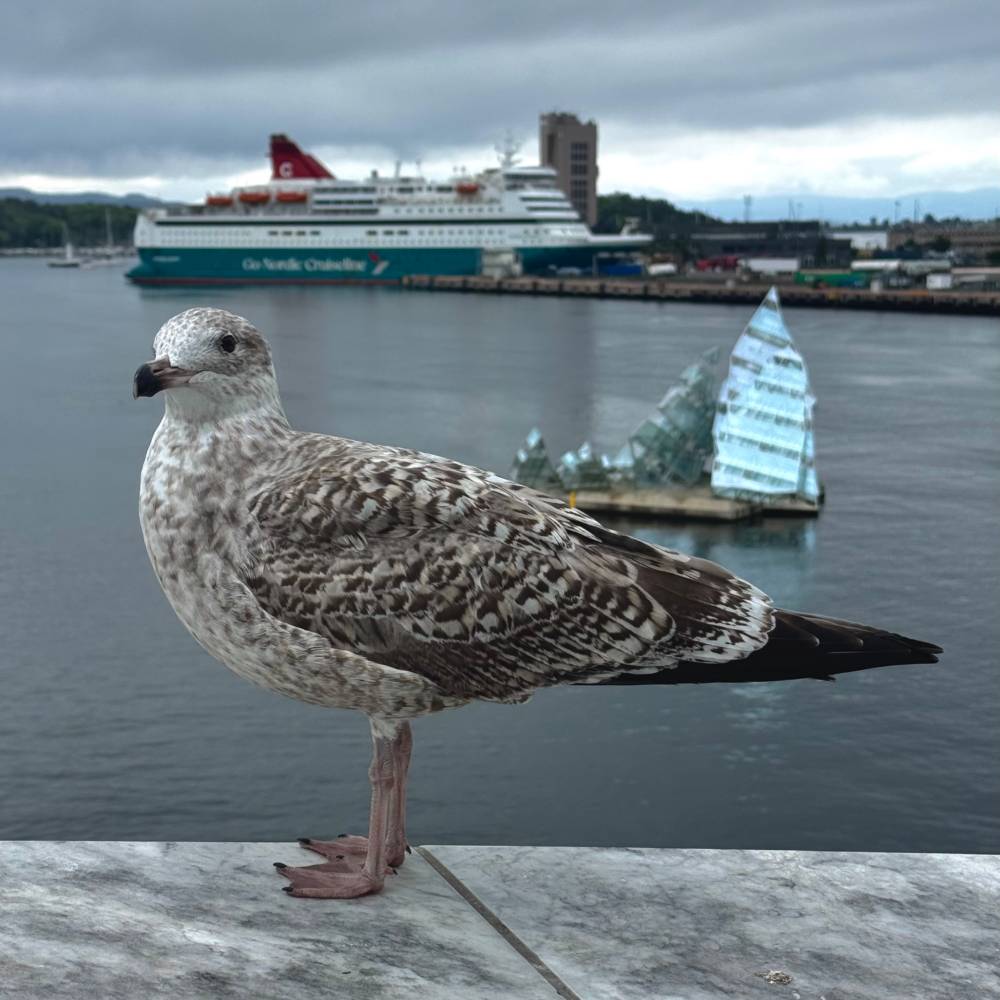 Seagull
