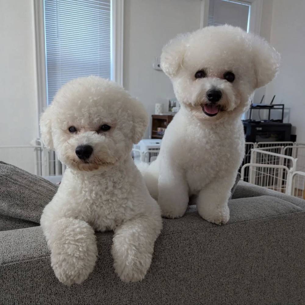 We got groomed this week but Kewpie is already looking scruffy 🧐, photo 1 of 1