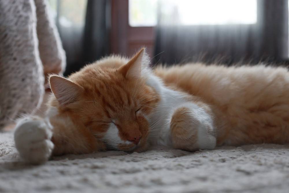 Cat sleeping on rug