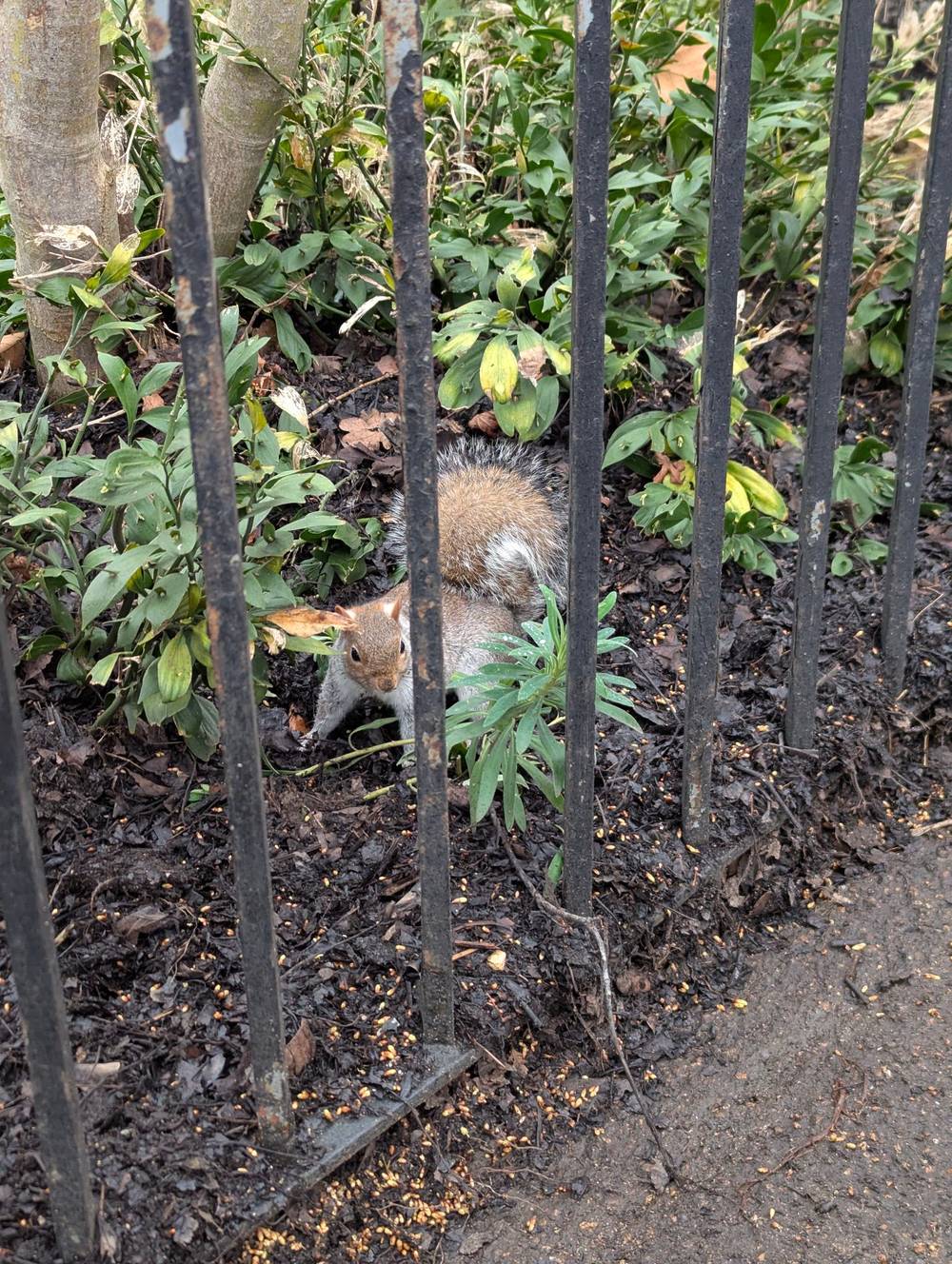 They're now posing, standing facing me with their tail up. 