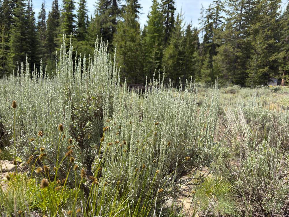 Some sagebrush in a forest.