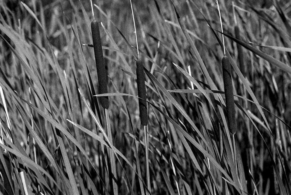 Cattails