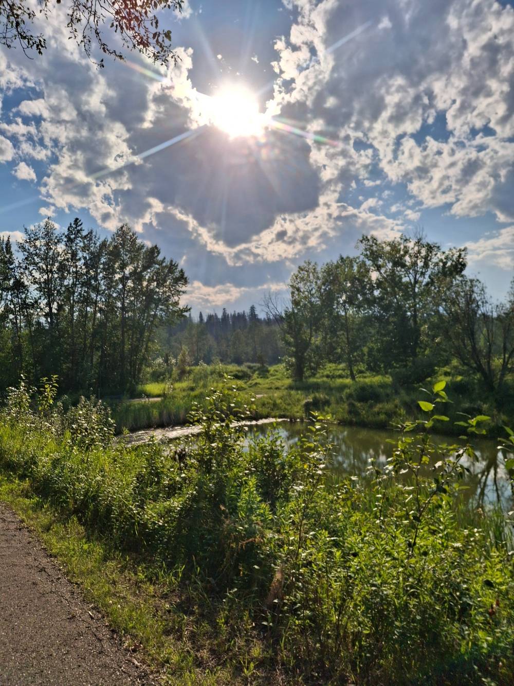 The sun bursts through the clouds and shines fown upon tall green trees, lush green shrubbery and a green pond of water.