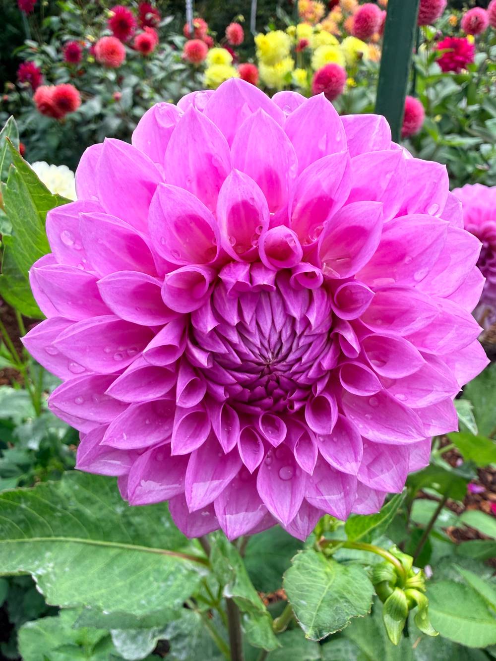 Dahlias of Volunteer, photo 2 of 12