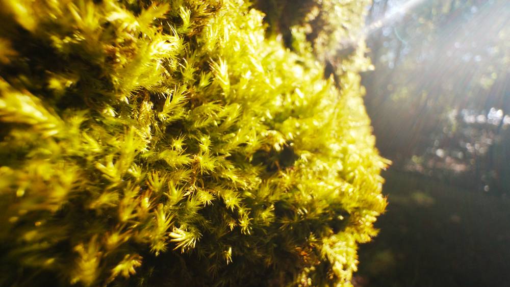 Moss