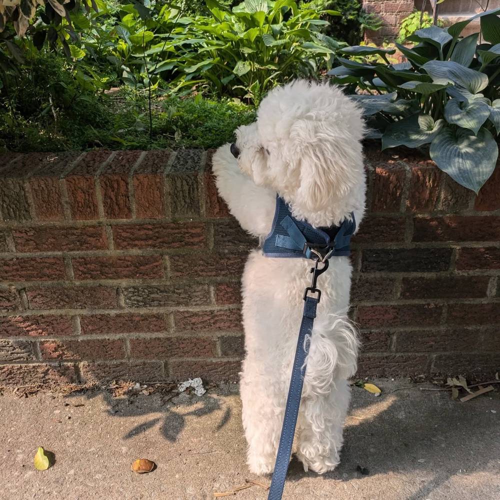 Being a nosy baby on walks 🫣, photo 1 of 2
