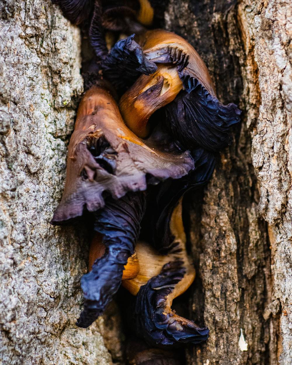 Mushrooms