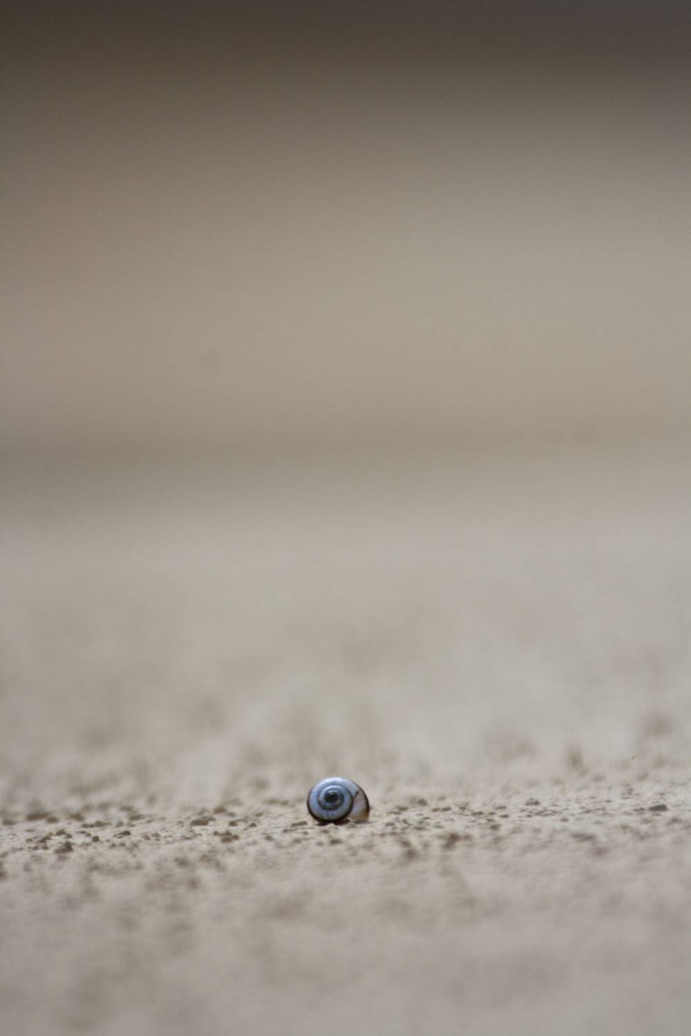 A tiny snail shell rests on a sandy stone surface.