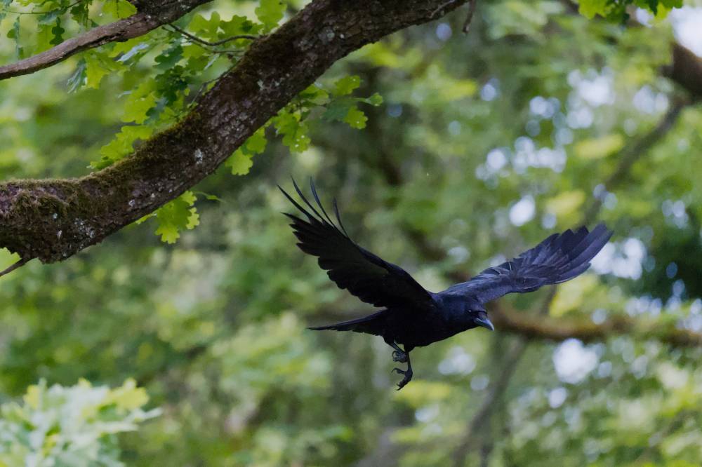 A crow with spread wings mid flight