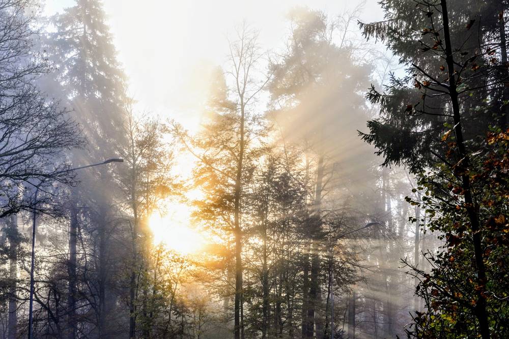 Misty morning walk