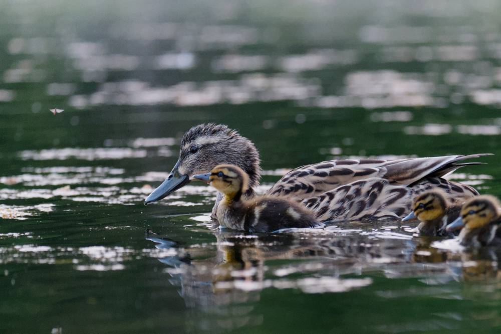 Ducklings swimming next to their mother, the first one is laser focused on a bug flying in front of it