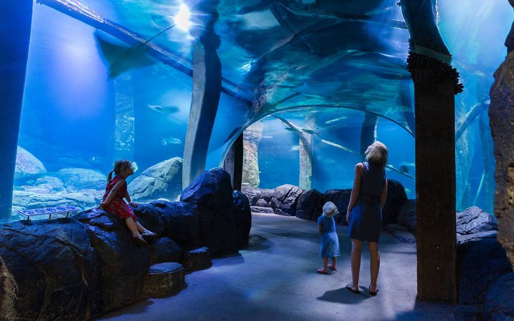 Underwater tunnel in zoo
