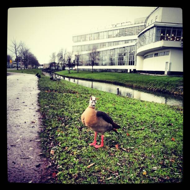 Morning quack!