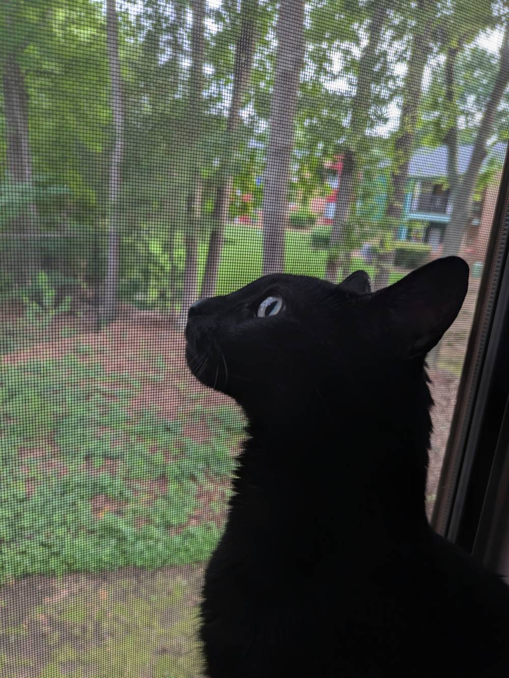 Window cat
