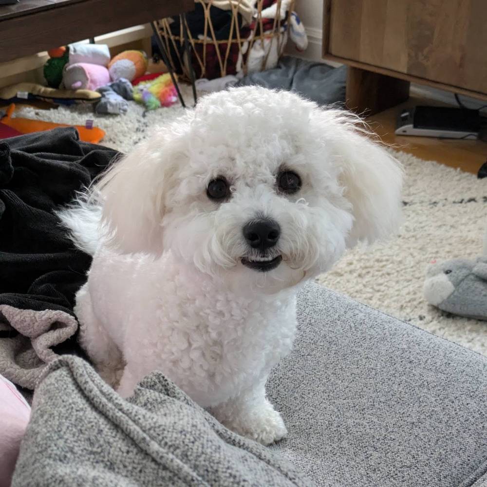 This is my "I'm a good boy please give me cheese" smile.