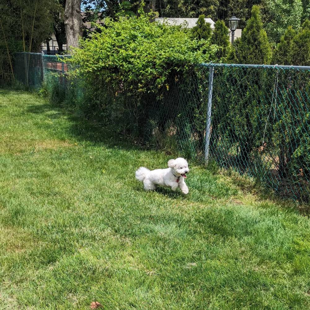 Kibi loves visiting Grandma and Grandpa and running around in their backyard 🐎🐎
