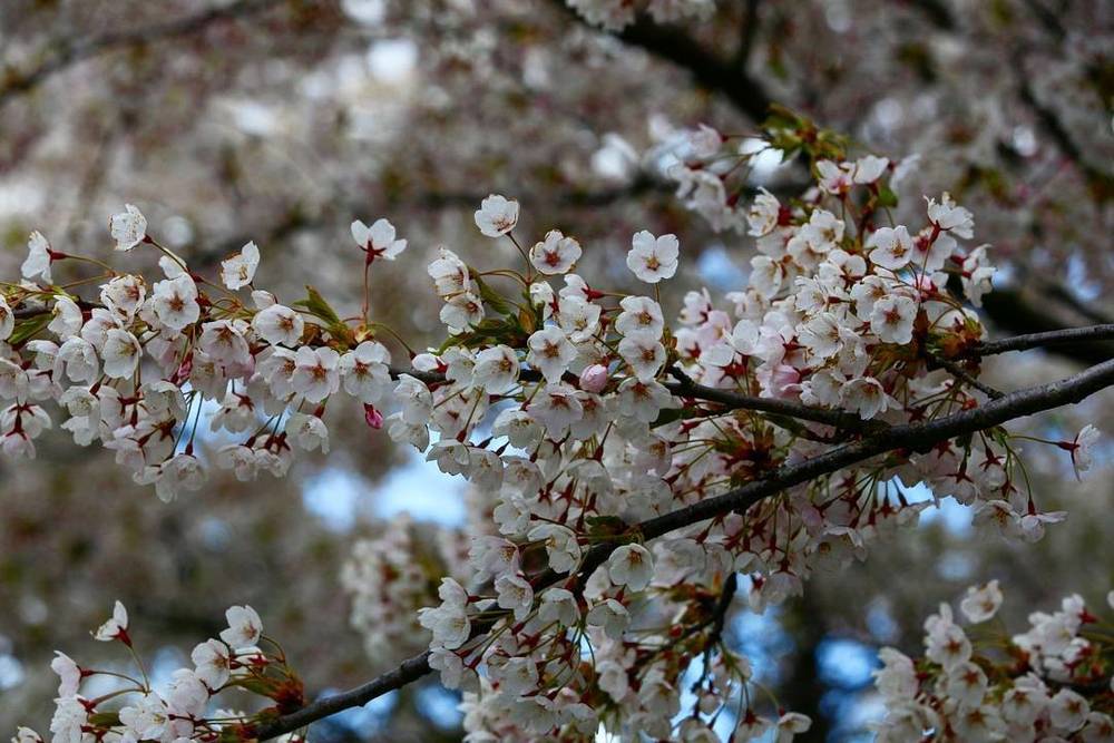 Close-up of white cherry blossoms on a branch against the sky.