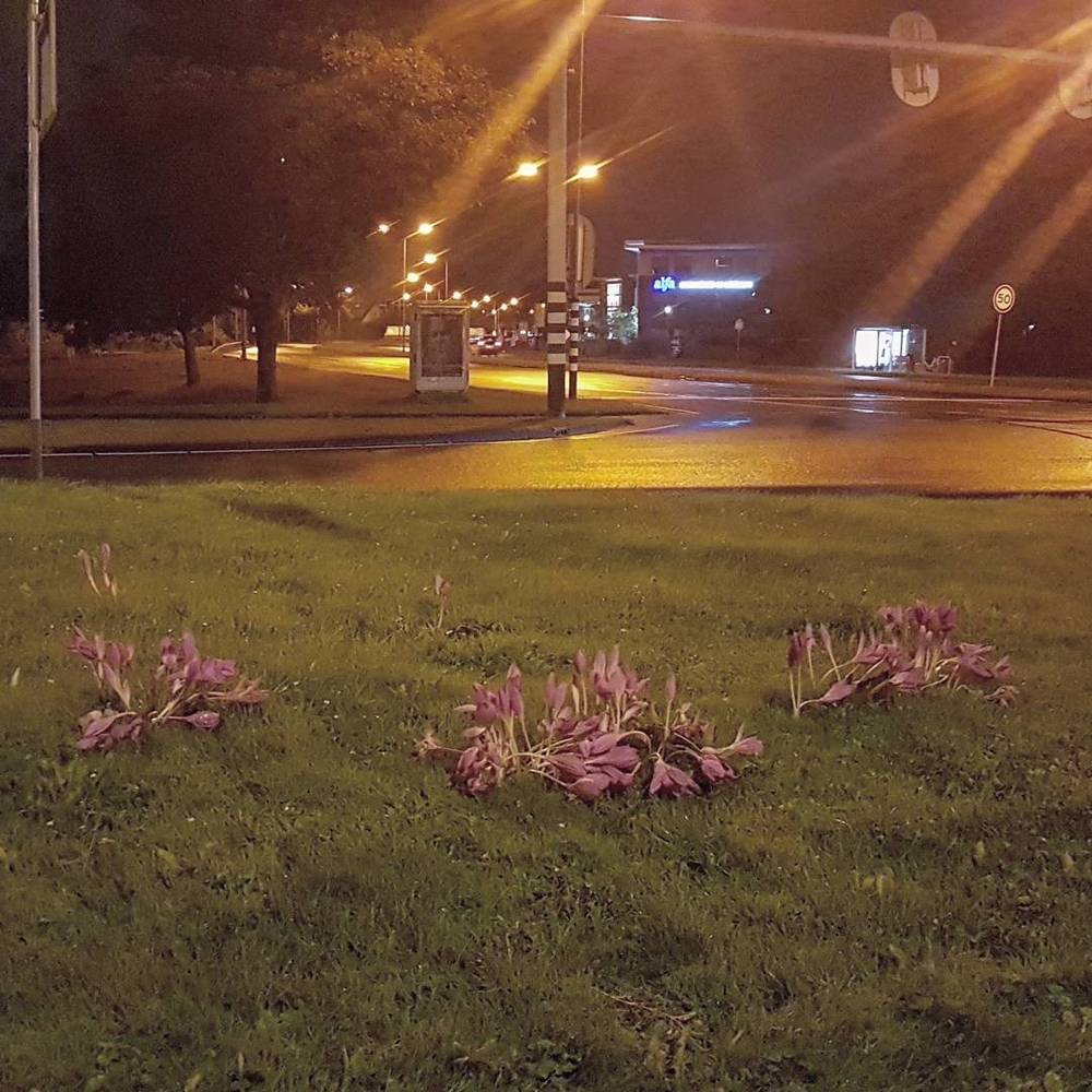 Euhm... Aren't crocusses supposed to be sprong flowers...?