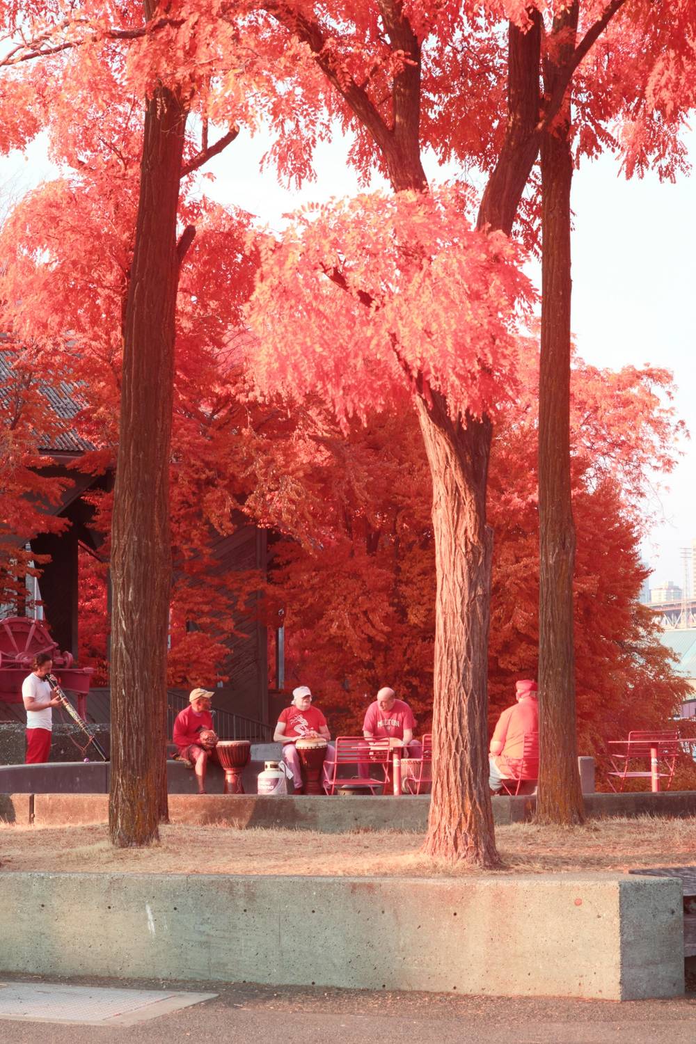 Four older masc-looking people in a drum circle, with one more playing didgeridoo. In front of them is a raised stand of three trees, and behind them is a grove of more trees.

Aerochrome false color: the foliage and everyone's clothes are stark candy red. The sky is blown-out white.