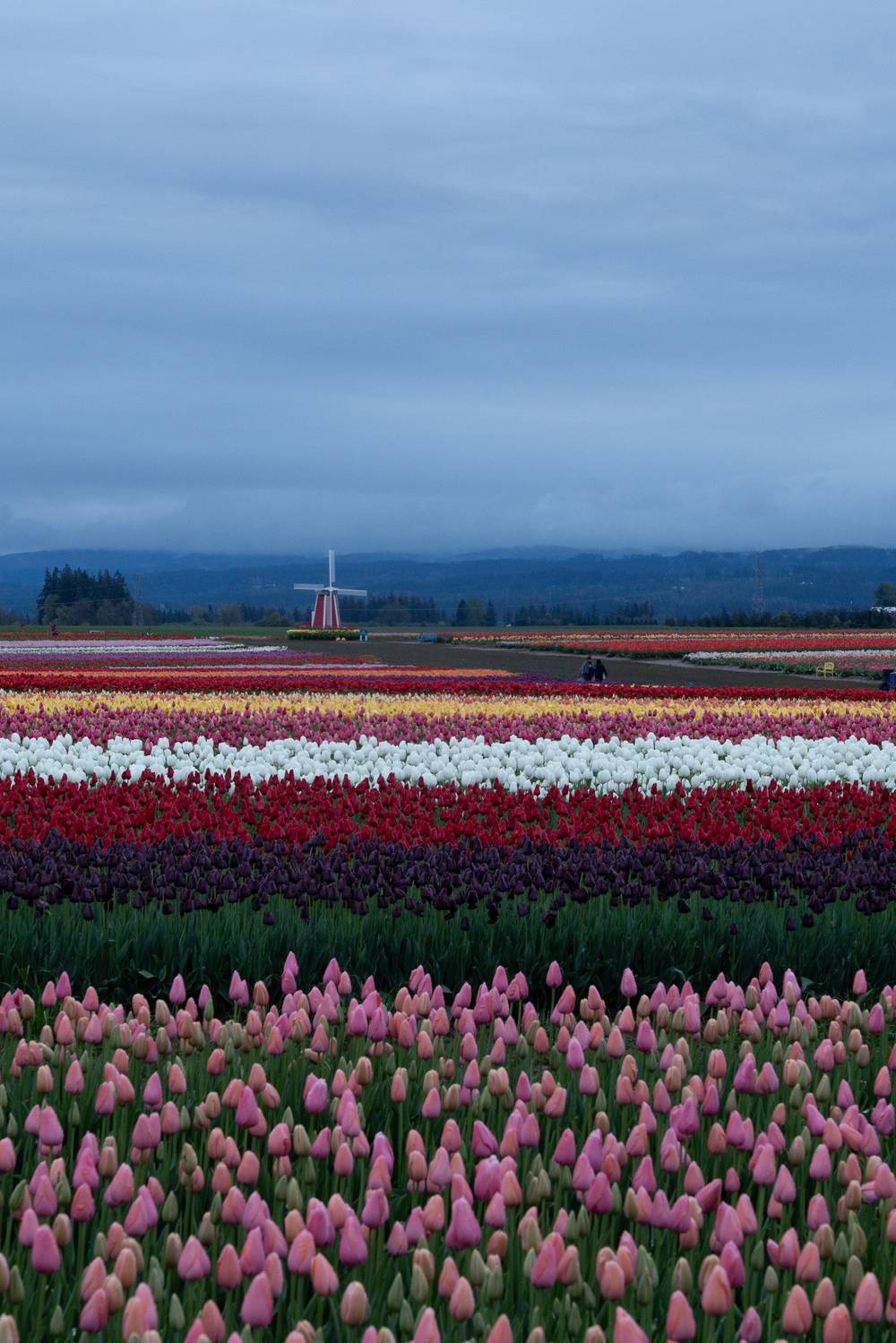 Rows of tulips in front of a windmill and a cloudy blue sky