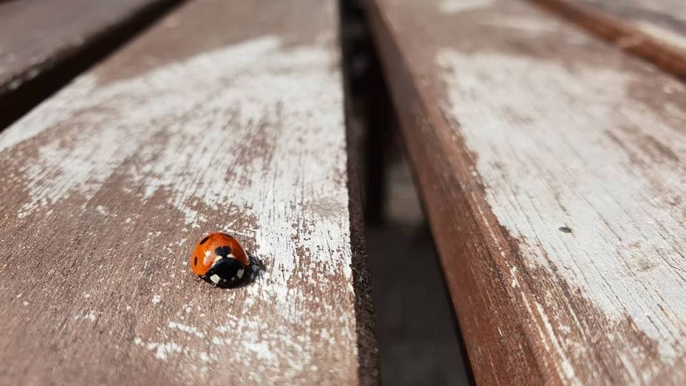 A ladybird on a weathered wooden bench.