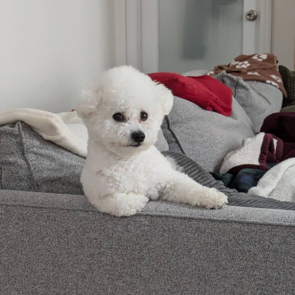 Getting ready for a serious conversation with mommy about the lack of good treats lately 😒, photo 1 of 1