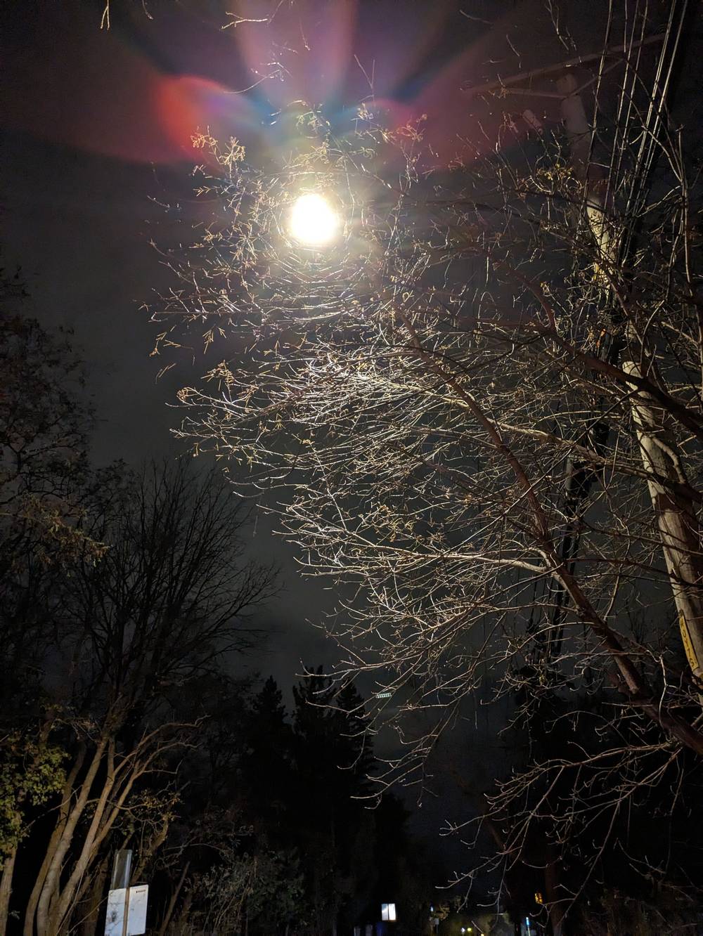 trees