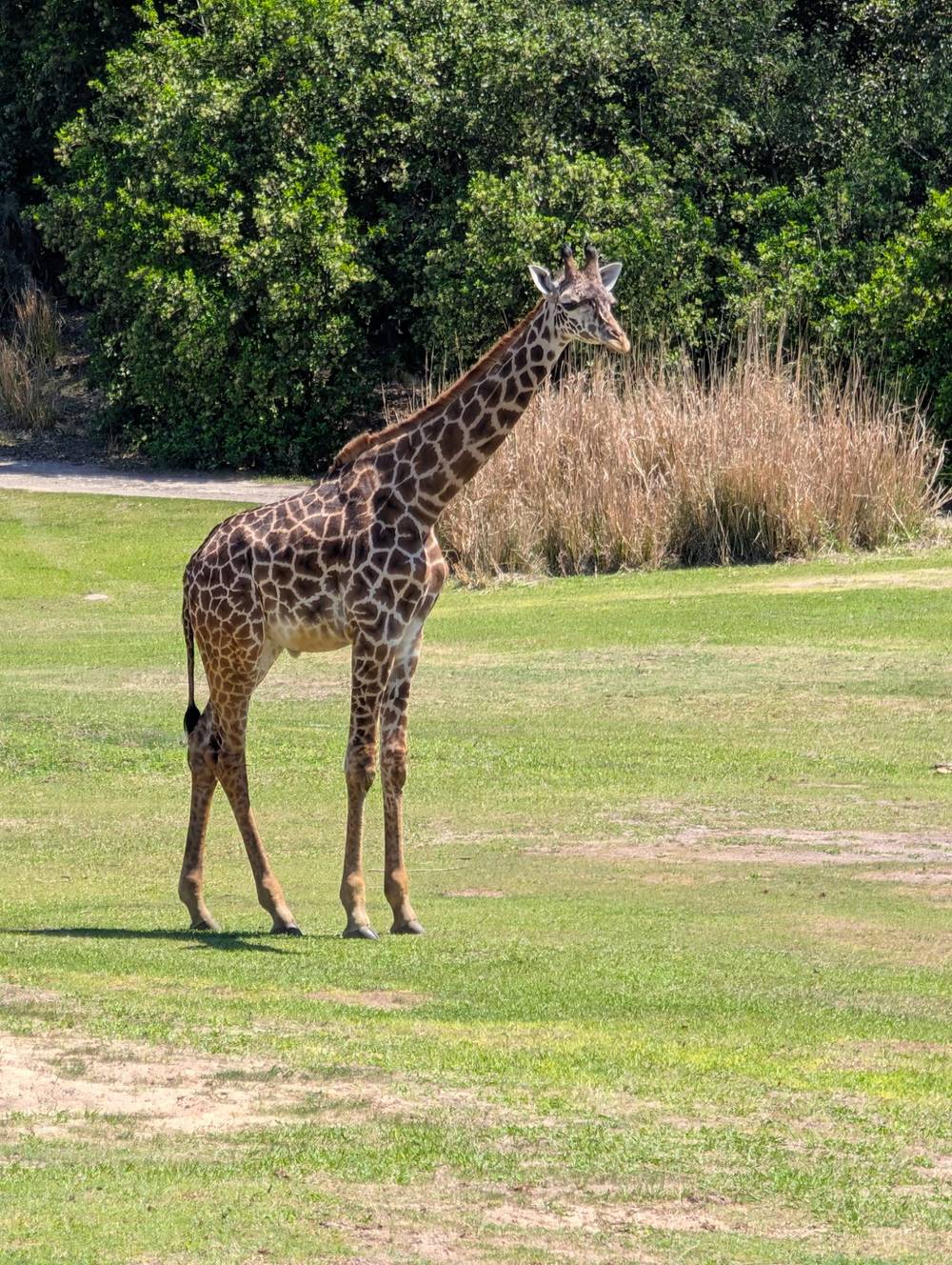 Giraffe in an open field