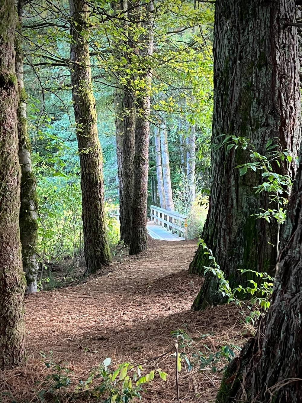 Have been feeling a bit overwhelmed so took a little time to connect with nature And stay grounded. 